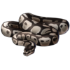 Ball Python: Axanthic